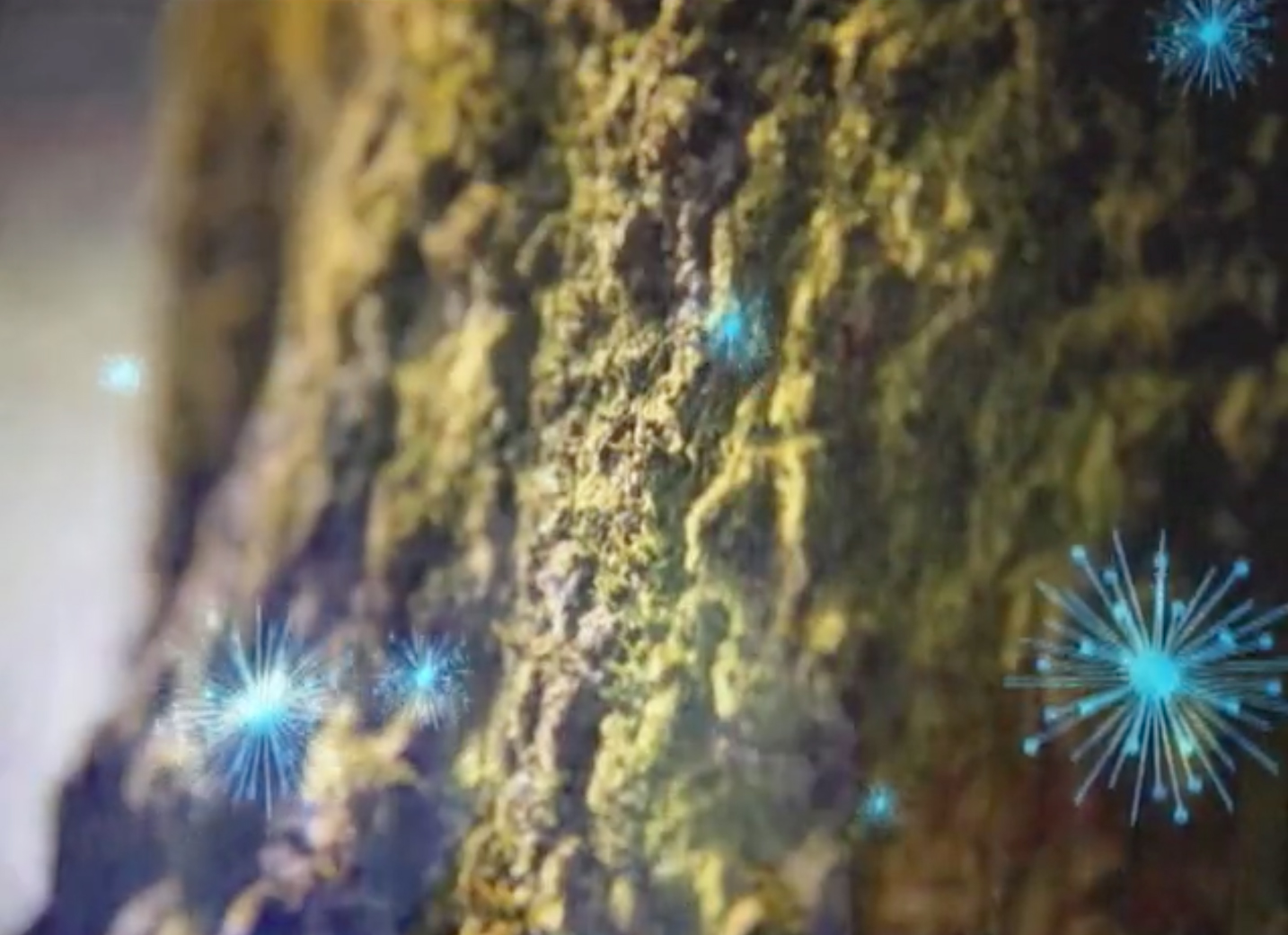 FILFLA ‘WST’ MUSIC VIDEO